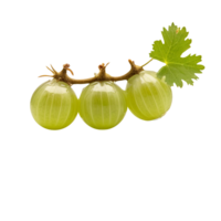 Fresh indian gooseberry isolated on transparent background png
