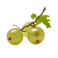 Fresh indian gooseberry isolated on transparent background png
