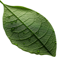 Fresh single green leaf isolated on transparent background png