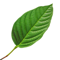 Fresh single green leaf isolated on transparent background png