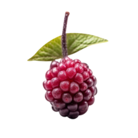 Fresco nannyberry aislado en transparente antecedentes png