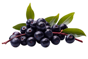 Fresh bunch acai berries isolated on transparent background png