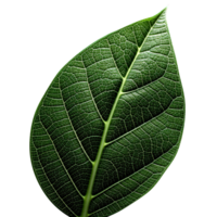 Fresh single green leaf isolated on transparent background png