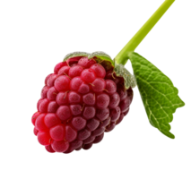 Fresh thimbleberry isolated on transparent background png