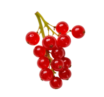 Fresh red currants isolated on transparent background png