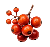 Fresh single hawthorn berry isolated on transparent background png