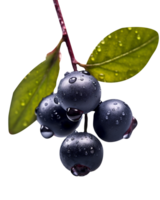 Fresco aronia bayas aislado en transparente antecedentes png