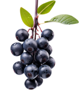Fresh aronia berries isolated on transparent background png
