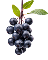 färsk aronia bär isolerat på transparent bakgrund png