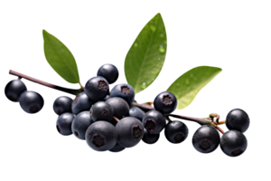 Bunch of fresh chokeberries isolated on transparent background png