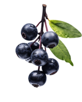 Bunch of fresh chokeberries isolated on transparent background png