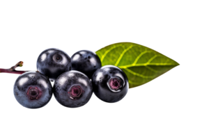 Bunch of fresh chokeberries isolated on transparent background png