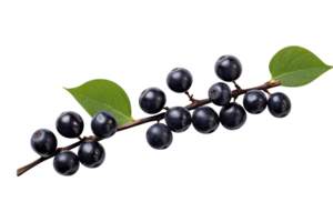 Bunch of fresh chokeberries isolated on transparent background png