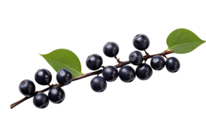 knippa av färsk aronia isolerat på transparent bakgrund png