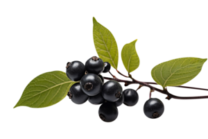 Bunch of fresh chokeberries isolated on transparent background png