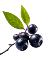 Fresh aronia berries isolated on transparent background png