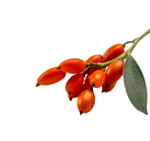 Fresh barberries isolated on transparent background png