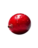 Fresh cranberry isolated on transparent background png