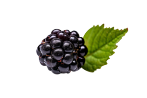 Fresh blackberry isolated on transparent background png