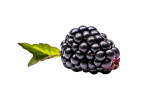 Fresh blackberry isolated on transparent background png