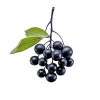 Fresh chokeberries isolated on transparent background png