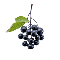 färsk aronia isolerat på transparent bakgrund png