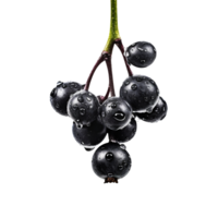 Bunch of fresh chokeberries isolated on transparent background png