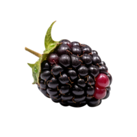 Fresh blackberry isolated on transparent background png