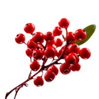 Fresh bunch of buffaloberries isolated on transparent background png