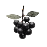 frisch Aroniabeeren isoliert auf transparent Hintergrund png