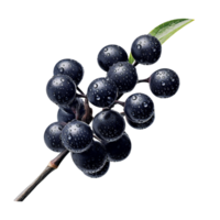 Bündel von frisch Aroniabeeren isoliert auf transparent Hintergrund png