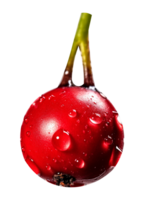 Fresh cranberry isolated on transparent background png