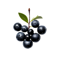 Fresh chokeberries isolated on transparent background png