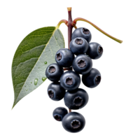 Bunch of fresh chokeberries isolated on transparent background png