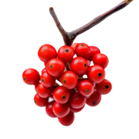 Fresh bunch of buffaloberries isolated on transparent background png