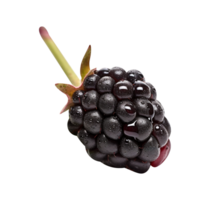 Fresh blackberry isolated on transparent background png