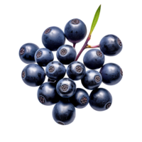 Bunch of fresh chokeberries isolated on transparent background png