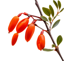 Fresh barberries isolated on transparent background png