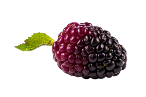 Fresh blackberry isolated on transparent background png