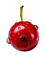 Fresh cranberry isolated on transparent background png