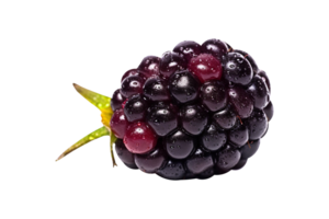 Fresh blackberry isolated on transparent background png