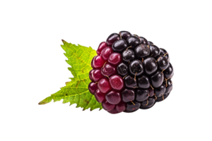 Fresh blackberry isolated on transparent background png