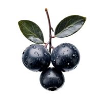 Bunch of fresh chokeberries isolated on transparent background png