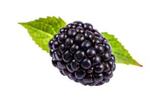 Fresh blackberry isolated on transparent background png