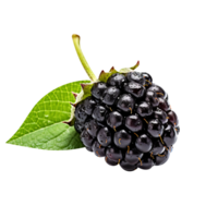 Fresh blackberry isolated on transparent background png