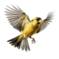 American Goldfinch bird with transparent background. ai generated png