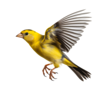 americano cardellino uccello con trasparente sfondo. ai generato png