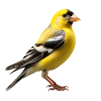 American Goldfinch bird with transparent background. ai generated png