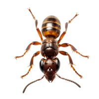 Small Ant On transparent background. ai generated png