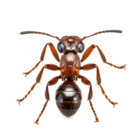 Small Ant On transparent background. ai generated png